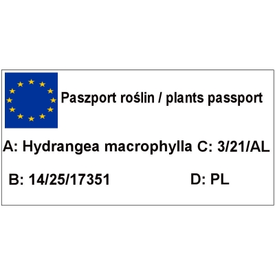 Hortensja Ogrodowa Masja 'Hydrangea macrophylla'